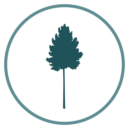 Aspen tree icon