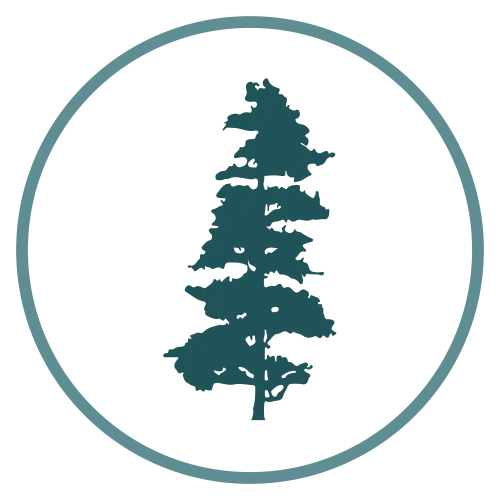 Hemlock tree icon
