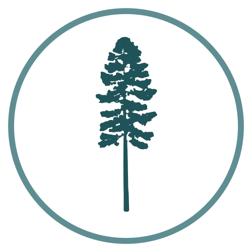Sequoia tree icon